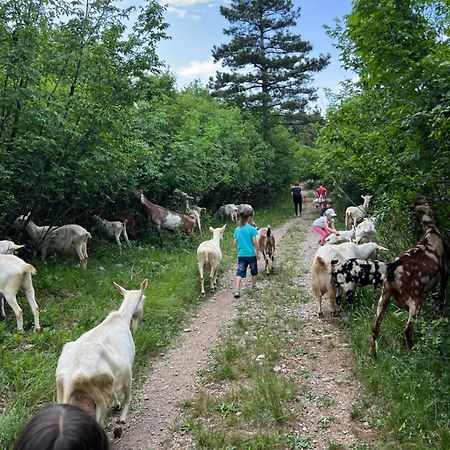 Tmbin'S Barn - Nature, Horses, Family Sežana エクステリア 写真