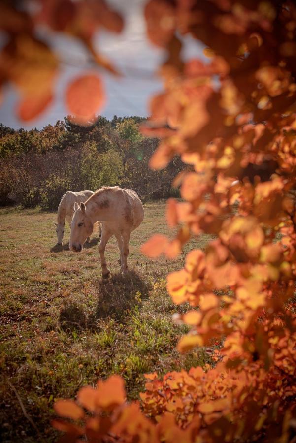 Tmbin'S Barn - Nature, Horses, Family Sežana エクステリア 写真