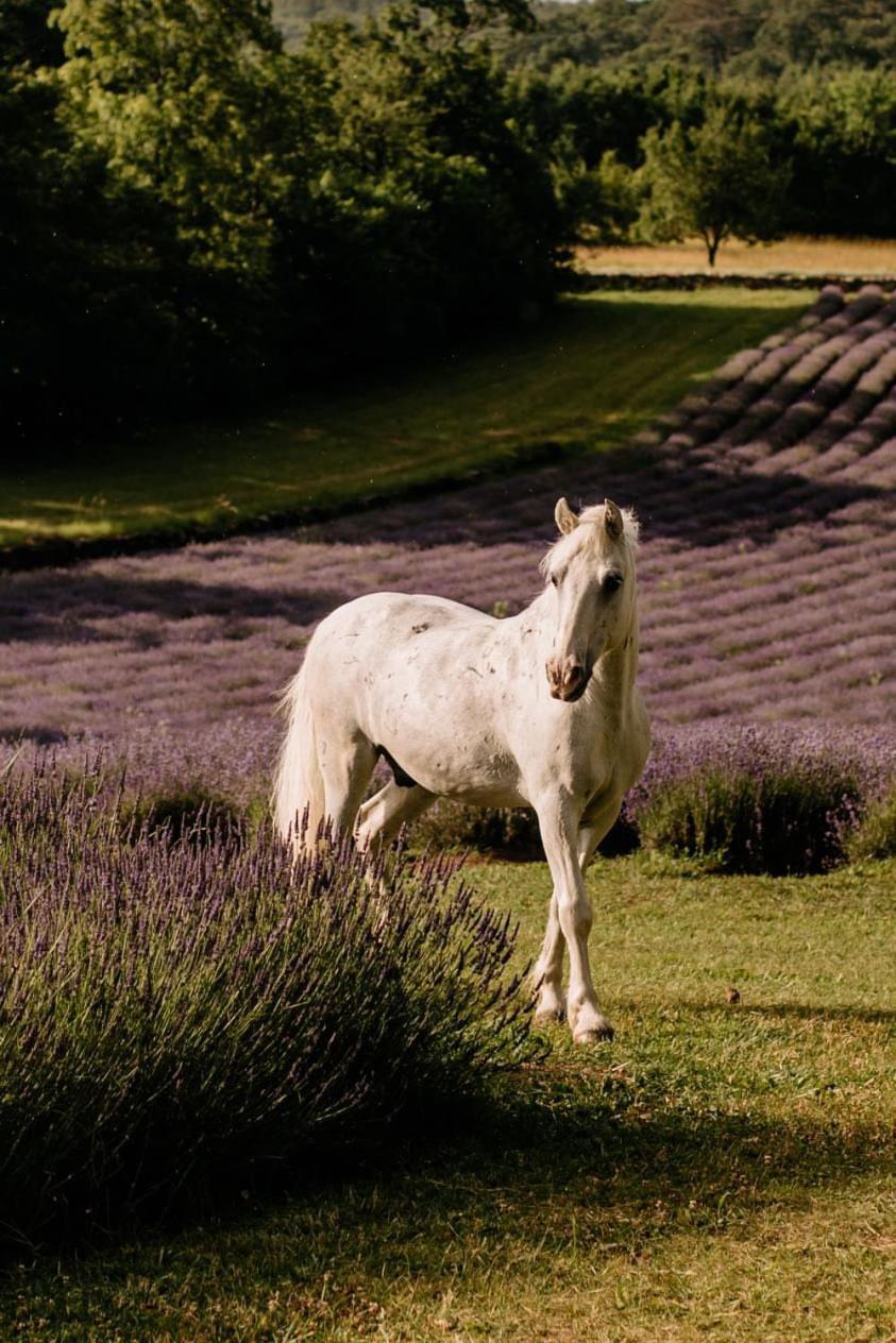 Tmbin'S Barn - Nature, Horses, Family Sežana エクステリア 写真
