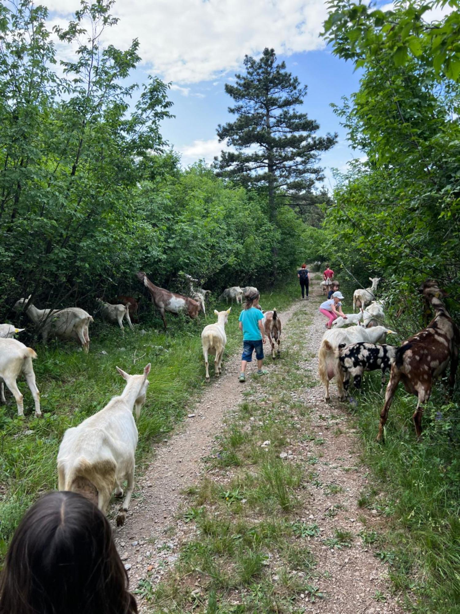 Tmbin'S Barn - Nature, Horses, Family Sežana エクステリア 写真