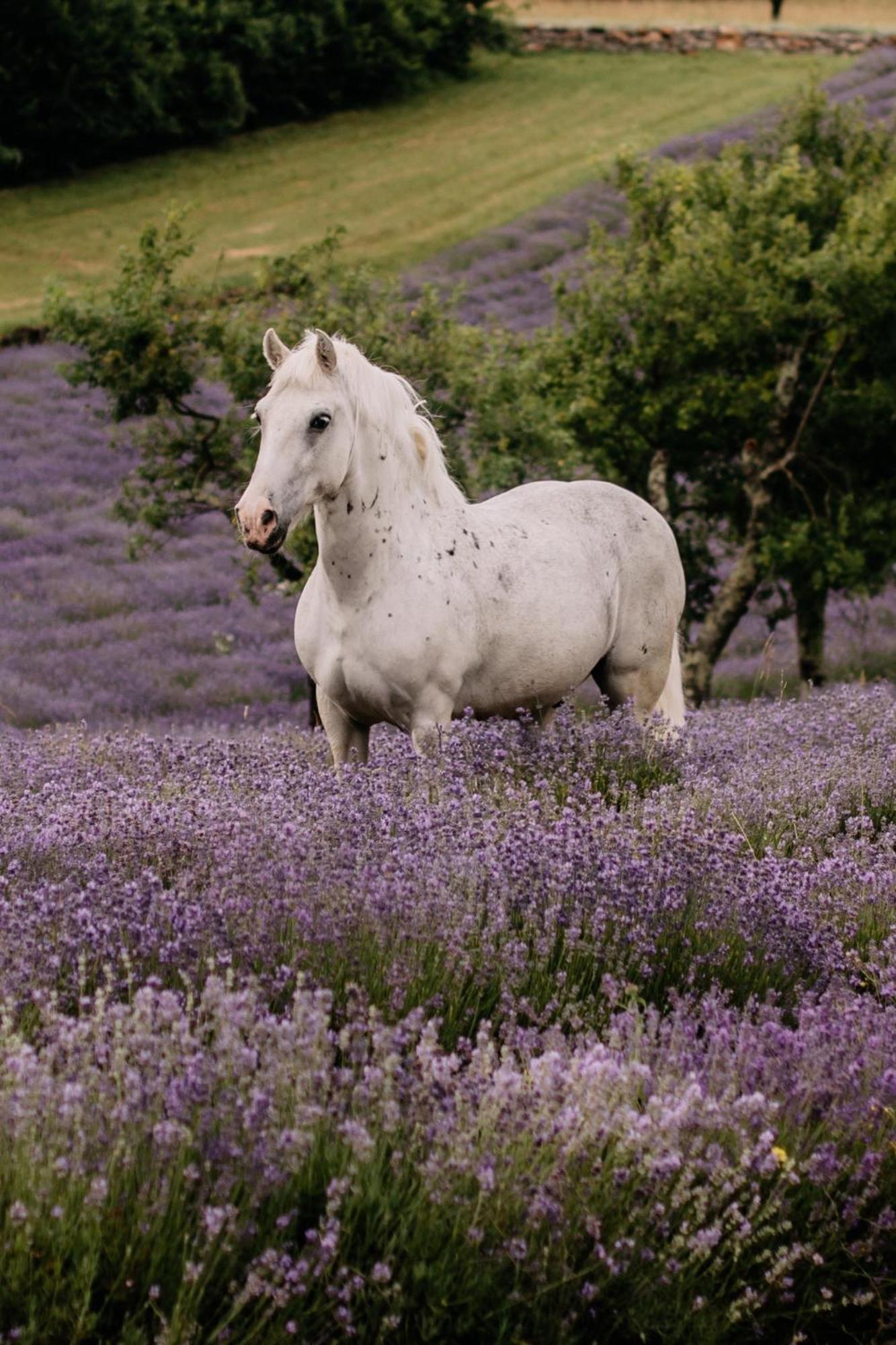Tmbin'S Barn - Nature, Horses, Family Sežana エクステリア 写真
